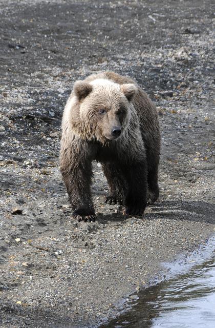 Brown bear cub approaches the Anchorage photographer's airplane