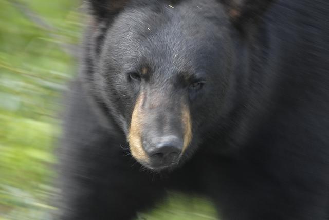 Ashleigh Oliver Anchorage photographer photo of agitated black bear in Eagle River