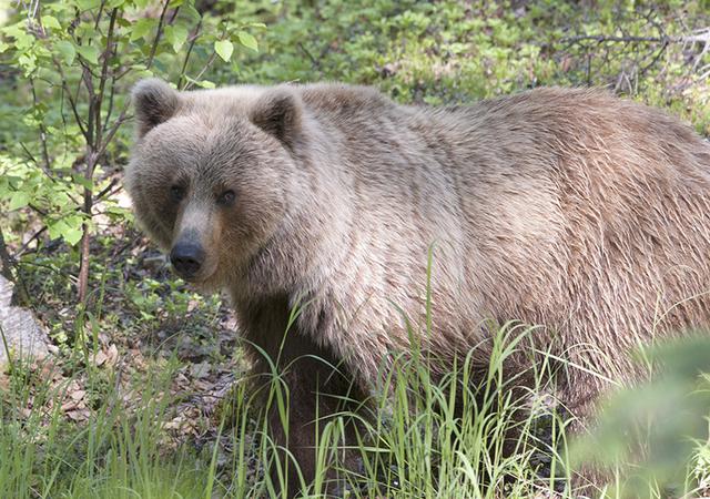 Anchorage photographer Ashleigh Oliver photographs brown bear grizzly on River View Drive
