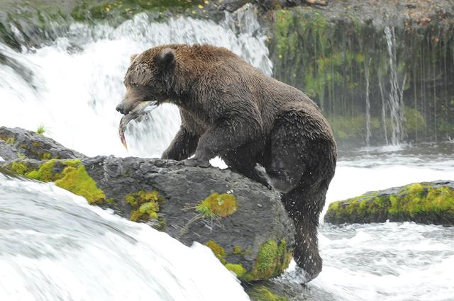 Anchorage photographer Alaskaprophoto.com at Brooks Falls.