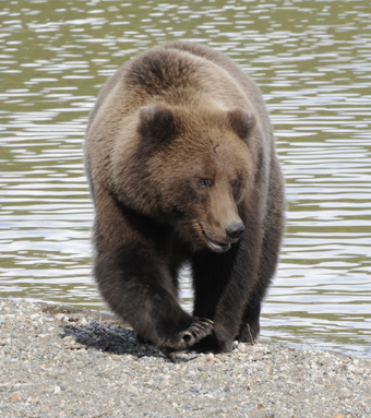 Katmai Brown bear by Ashleigh Oliver