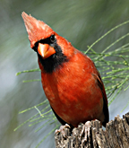 Kauai cardinal Ashleigh Oliver