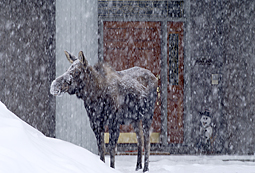 Photo of moose at the front door in Alaska