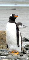 Photo of Gentoo penguin mom 