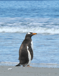 Photo of one gentoo penguin contemplating jumping into the ocean