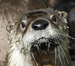 Wildlife photo of otter in Prince WIlliam Sound