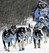 Dee Dee Jonrowe sled dog team at Iditarod Ceremonial start i Anchorage