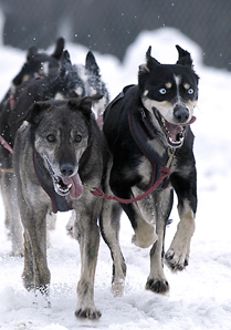 Photo of sled dog running