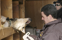 Ed Treacy checks microchips on Doug Swingley's sled dog team