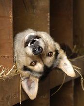 Alaska sled dog photo