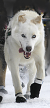 lead sled dog photo from 2005 Iditarod start in Willow, Alaska