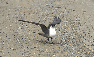 unknown bird Kuparuk oilfield