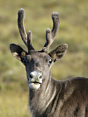 Caribou Prudhoe bay Conoco lease