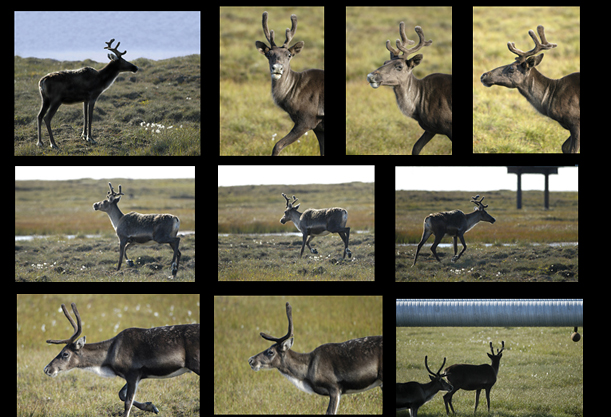 Photos of arctic caribou and pipeline