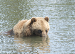 Alaska photographer in Anchorage
