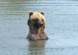 Grizzly bear in water photo