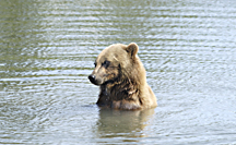 alaskabear photo Ashleigh Liston