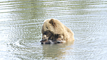 Bear taking a bath photo