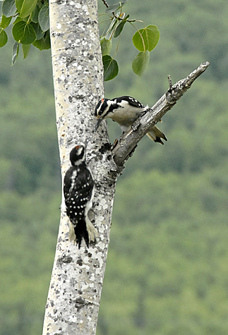 Downey woodpecker and chick in Eagle River
