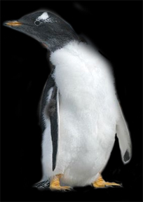 This page links to birds of Alaska. No, this South American penguin is not a bird.