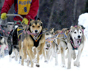Photo of sled dog rac