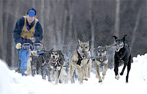Photo of sled dog rac