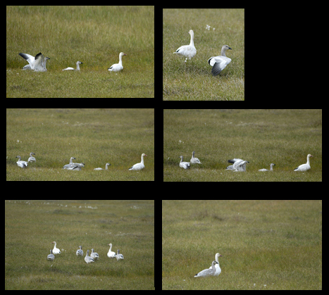 Photo of Arctic Snow Geese professional photographer Ashleigh Liston