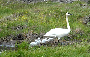 Swan and signets, Kuparuk
