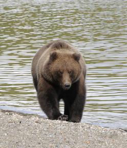 Anchorage photographer Ashleigh Oliver photo of Brown Bear in Alaska