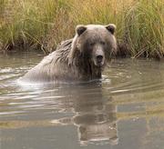 photo of a Grizzly bear taking a bath