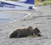Bear sleeping next to airplane. Anchorage photographer Ashleigh