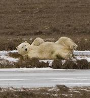 Photo of polar bear relaxing in the oilfield at Kuparuk by Anchorage photographer Ashleigh Oliver