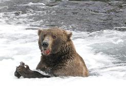 Anchorage photographer Ashleigh Oliver studies bear behavior.