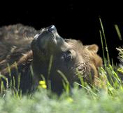 Ashleigh Oliver photo of grizzly bear studying a rainbow