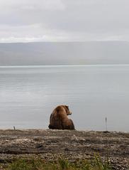 Ashleigh Oliver photo of grizzly bear studying a rainbow