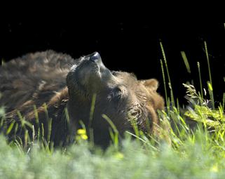 Alaska photographer Ashleigh Liston
