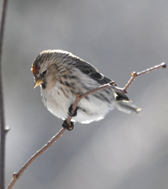 bird blog by Ashleigh Oliver